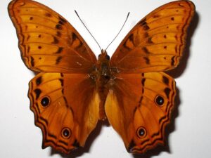 Vindula arsione