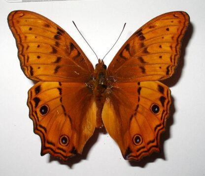 Vindula arsione