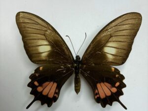 Papilio torquatus