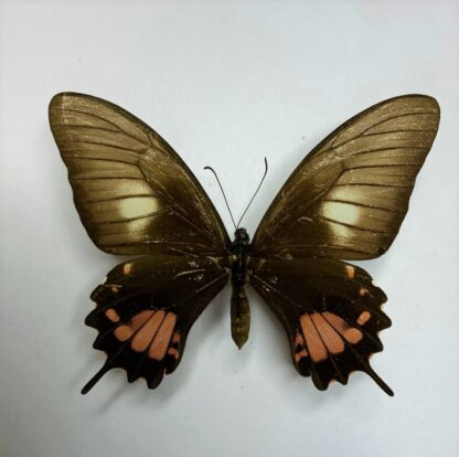 Papilio torquatus
