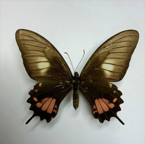 Papilio torquatus