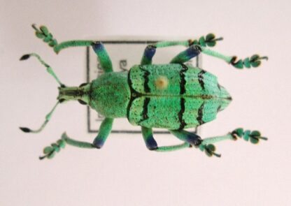 Eupholus sp.2