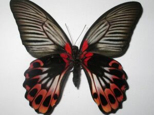 Papilio rumanzovia hybride