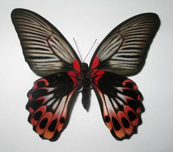Papilio rumanzovia hybride