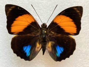 Agrias amydon philatelica