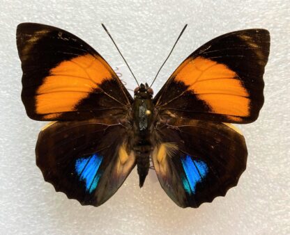 Agrias amydon philatelica