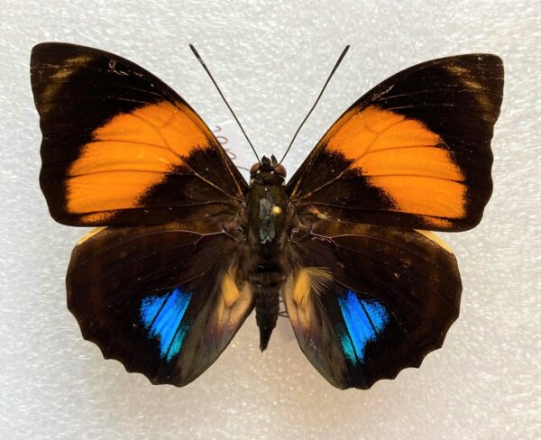 Agrias amydon philatelica