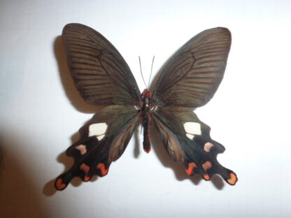 Atropheneura polyceutes
