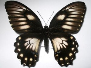 Papilio bridgei