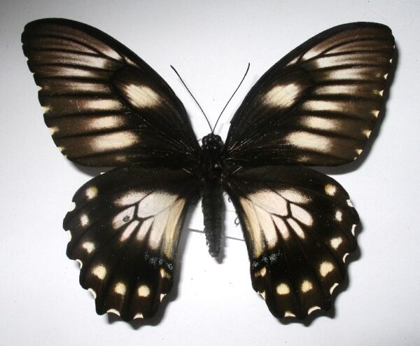 Papilio bridgei
