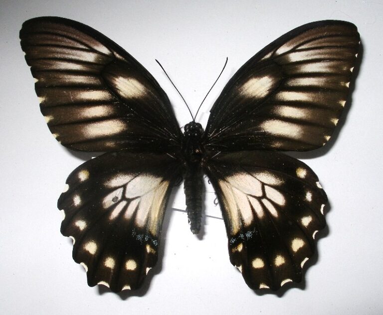 Papilio bridgei Schmetterlingladen