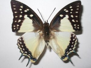 Polyura eudamippus