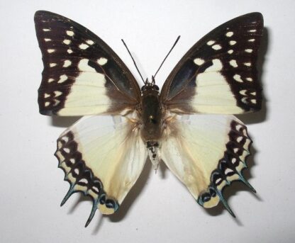 Polyura eudamippus