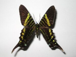 Urania fulgens