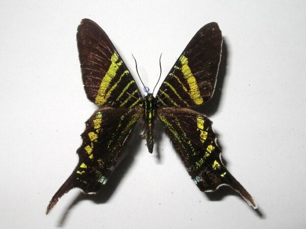 Urania fulgens
