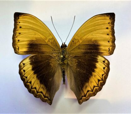Cymothoe hypatha