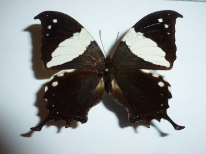 Hypna clytemnestra