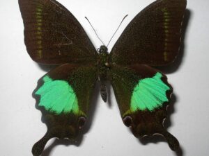 Achillides paris
