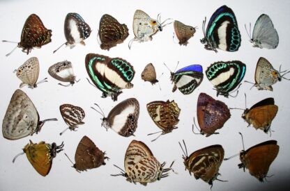 Lycaenidae aus Indonesien 10 Stück