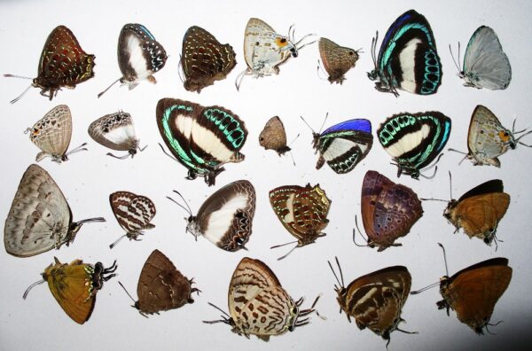Lycaenidae aus Indonesien 10 Stück