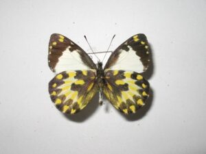 Delias subapicalis