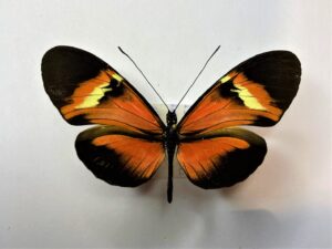 Heliconiidae