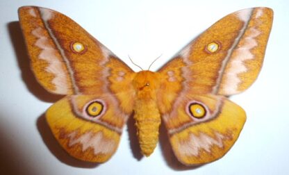 Imbrasia wahlbergi
