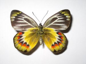 Delias sambawana boejanana