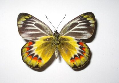 Delias sambawana boejanana