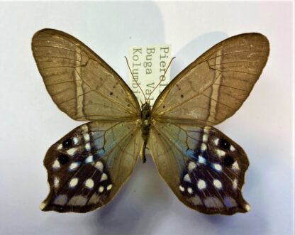 Pierella hyalinus