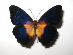 Cethosia lamarki