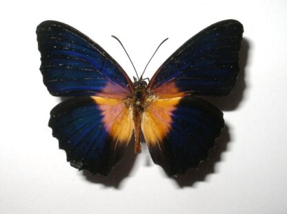 Cethosia lamarki