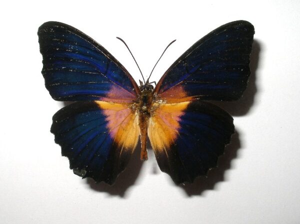 Cethosia lamarki