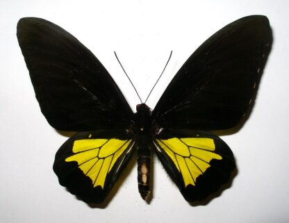 Troides oblongomaculatus papunensis