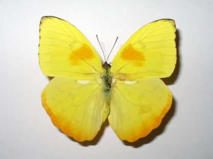 Phoebis philea