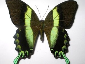 Achillides blumei