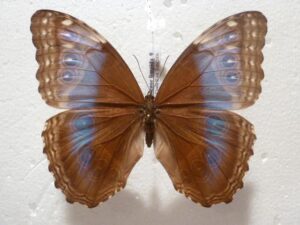 Morpho helenor limpida