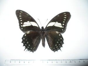 Papilio aristeus