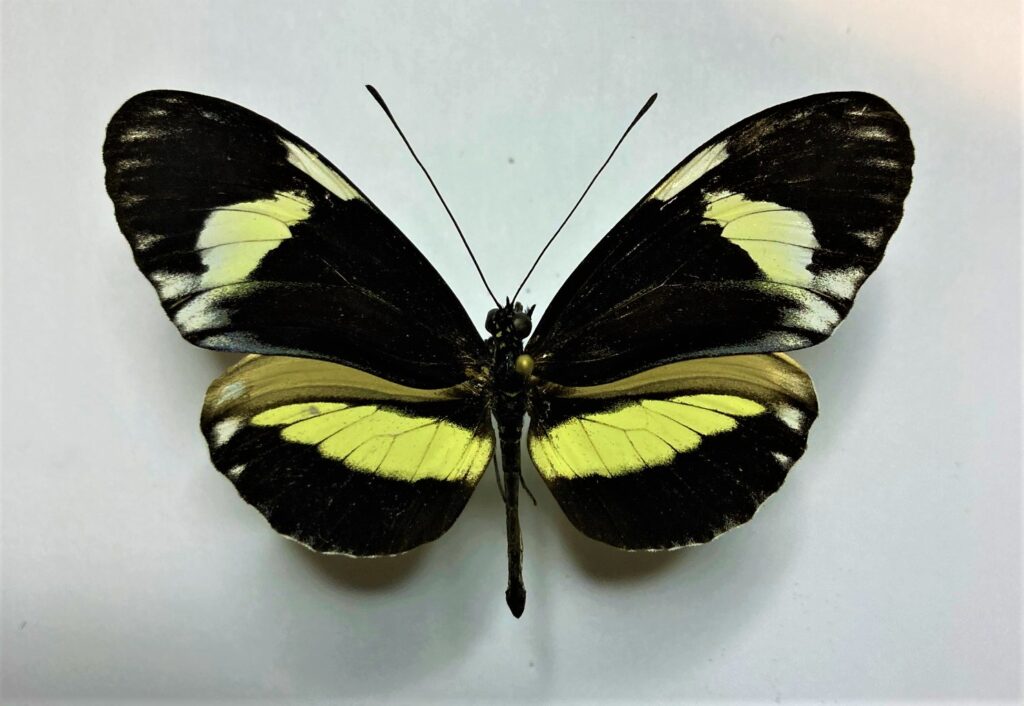 Heliconiidae