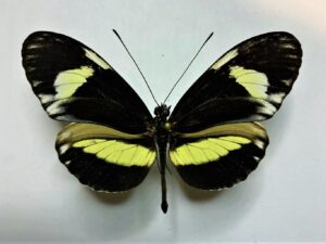 Heliconiidae