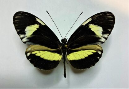 Heliconiidae