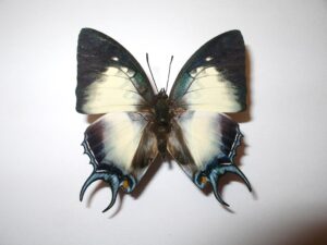 Nymphalidae