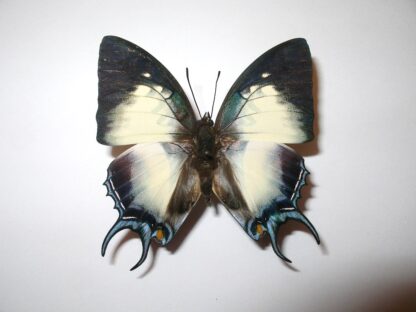 Pojyura dehani