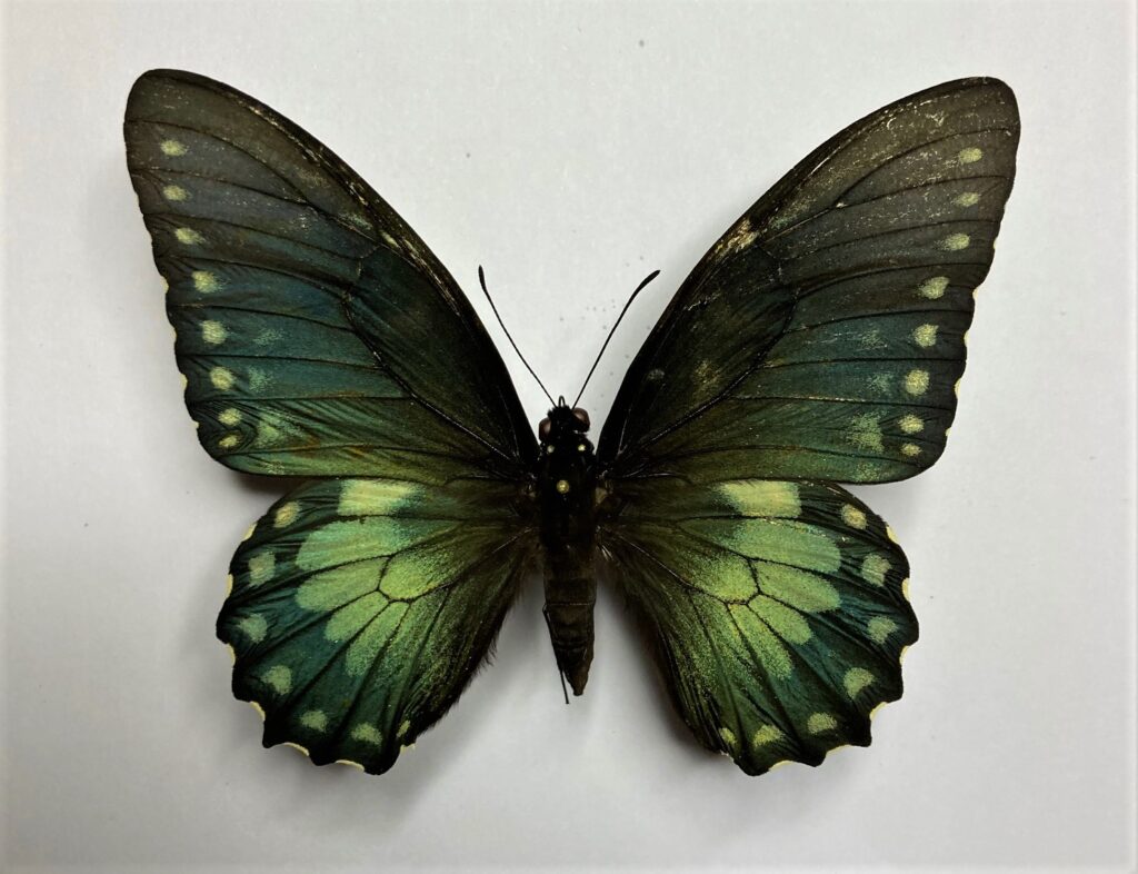 Papilio birchalli