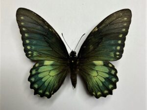 Papilio birchalli