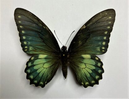 Papilio birchalli