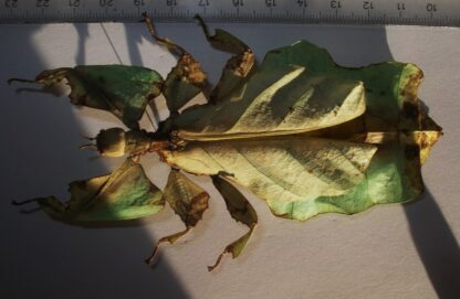Phyllium giganteum
