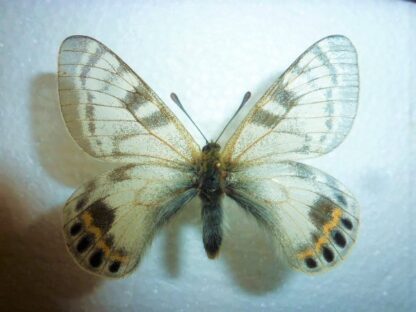Parnassius autocrator