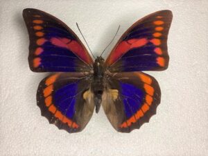 Prepona praeneste  f.abrupta