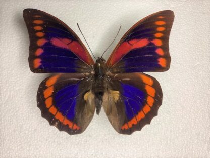 Prepona praeneste  f.abrupta